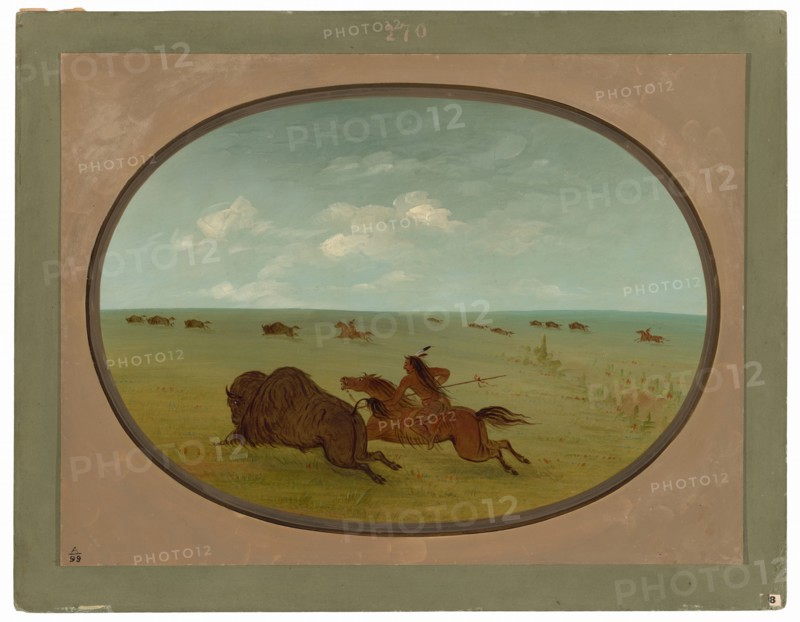 Buffalo Chase