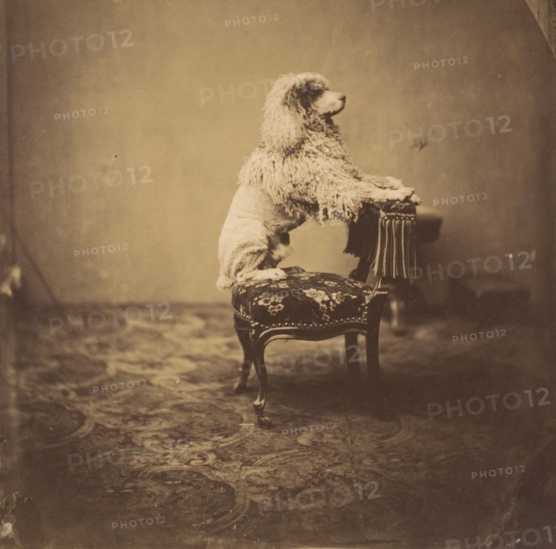 [Empress Eugénie's Poodle]