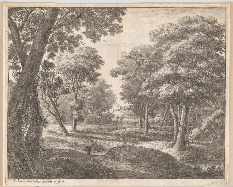 A Path Through the Woods