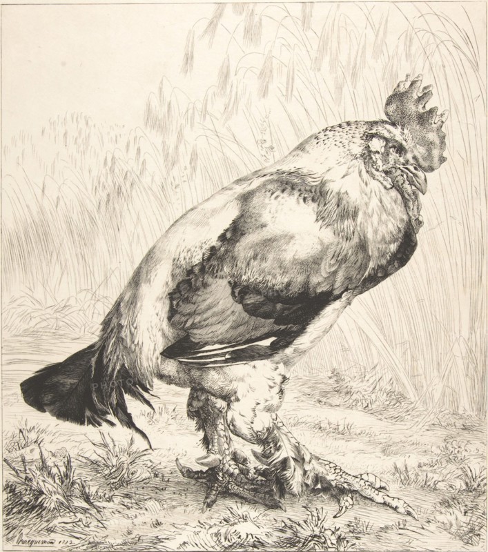 The Old Cock