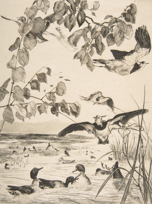 Vanneaux et Sarcelles