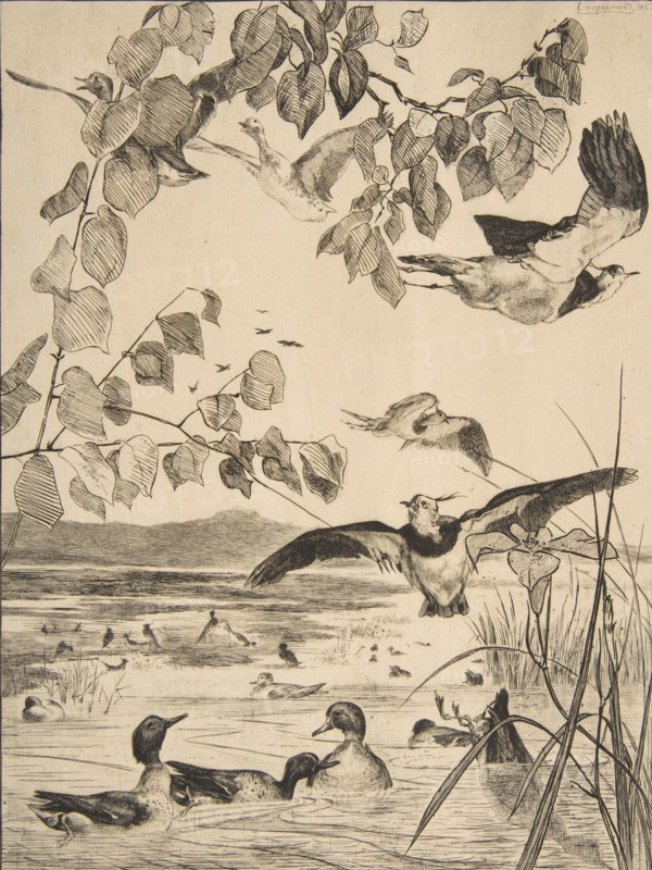 Vanneaux et Sarcelles