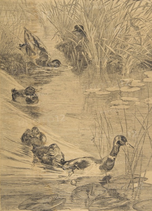 Ébats de canards