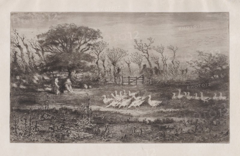 Geese