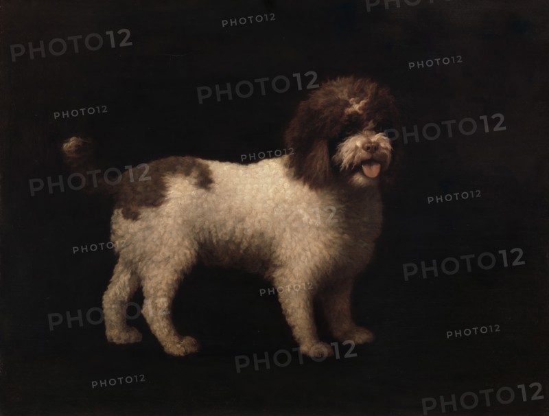 Water Spaniel, 1769.