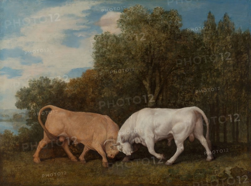 Bulls Fighting, 1786.