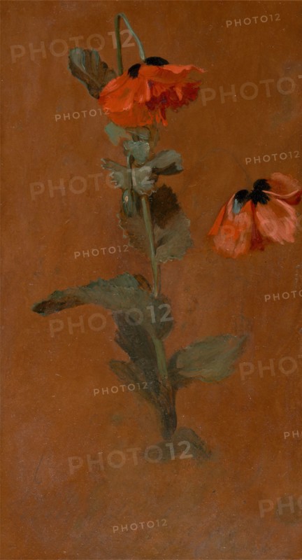 Study of Poppies;Poppies, 1832. Formerly attributed to John Constable