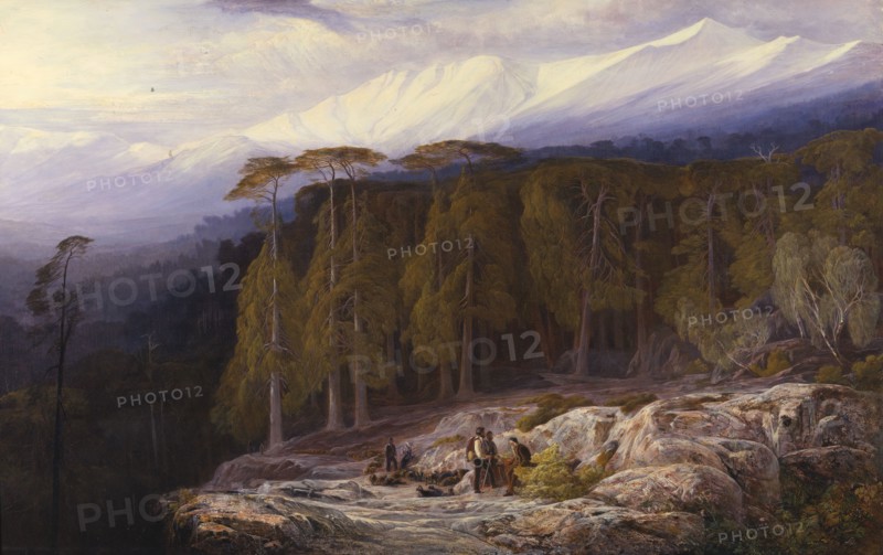 The Forest of Valdoniello, Corsica, 1869.