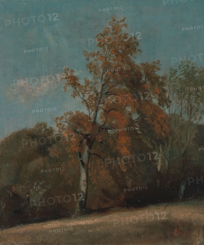 Study of an Ash Tree, between 1801 and 1803 or between 1810 and 1830.