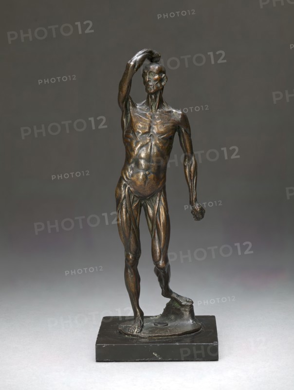 Ecorché Figure, ca. 1767. After Michael Henry Spang, active 1750-died 1766/67, Danish