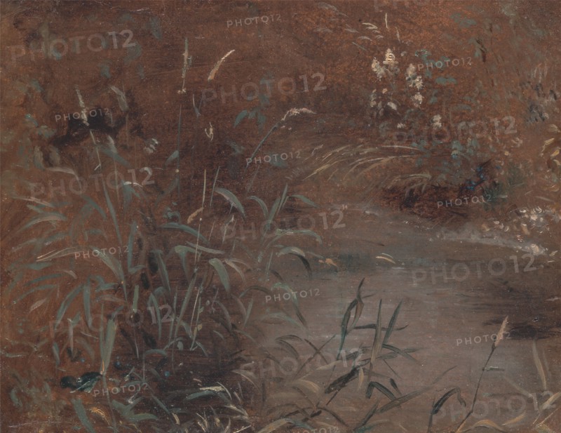 Rushes by a pool, ca. 1821.