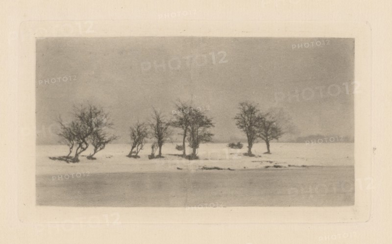 Gnarled Thorn Trees, 1893, printed 1895.