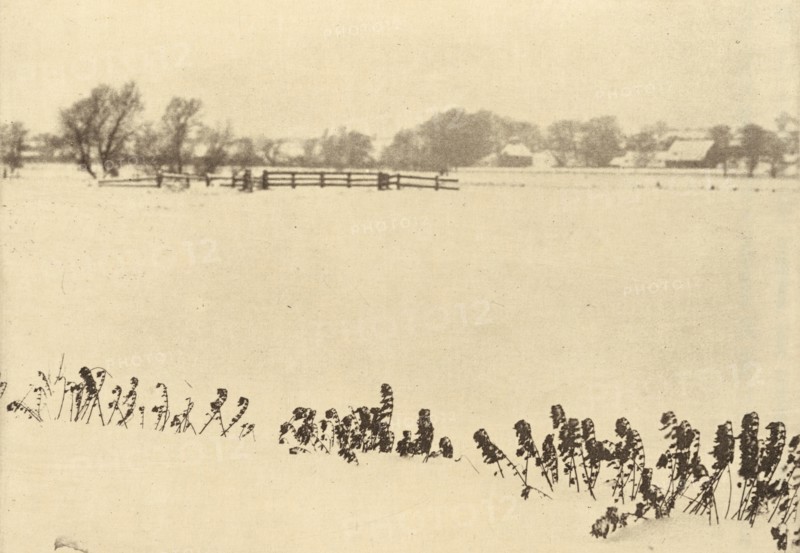 Marsh Weeds, in or before 1895.