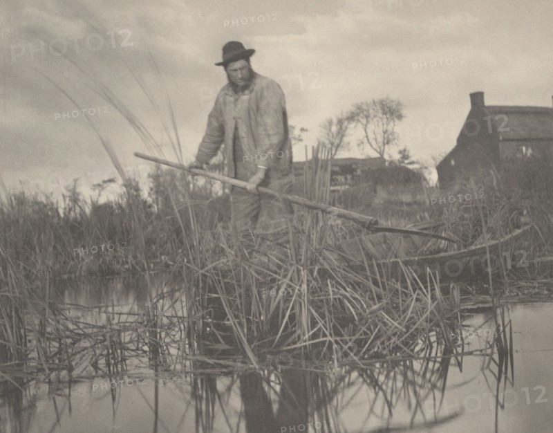 Cutting the Gladdon, 1886.