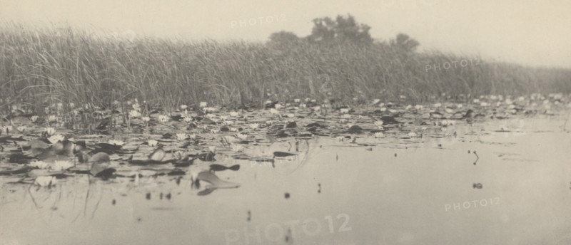 Water-Lilies, 1886.