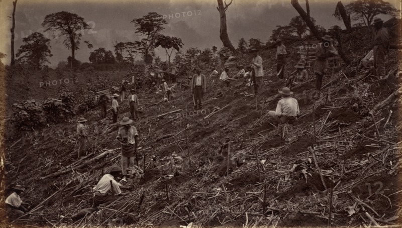 Setting out a Coffee Plantation at Antigua de Guatemala, 1875, published 1877.