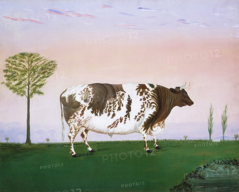 Prize Bull, 1876.