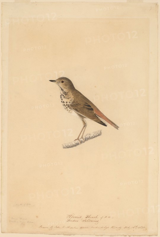 Hermit Thrush, 1820.
