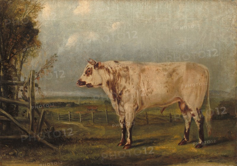 A Young Bull, c. 1849.