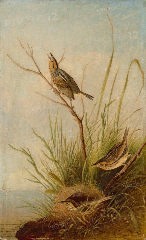 Sharp-Tailed Finch, 1831/1833.