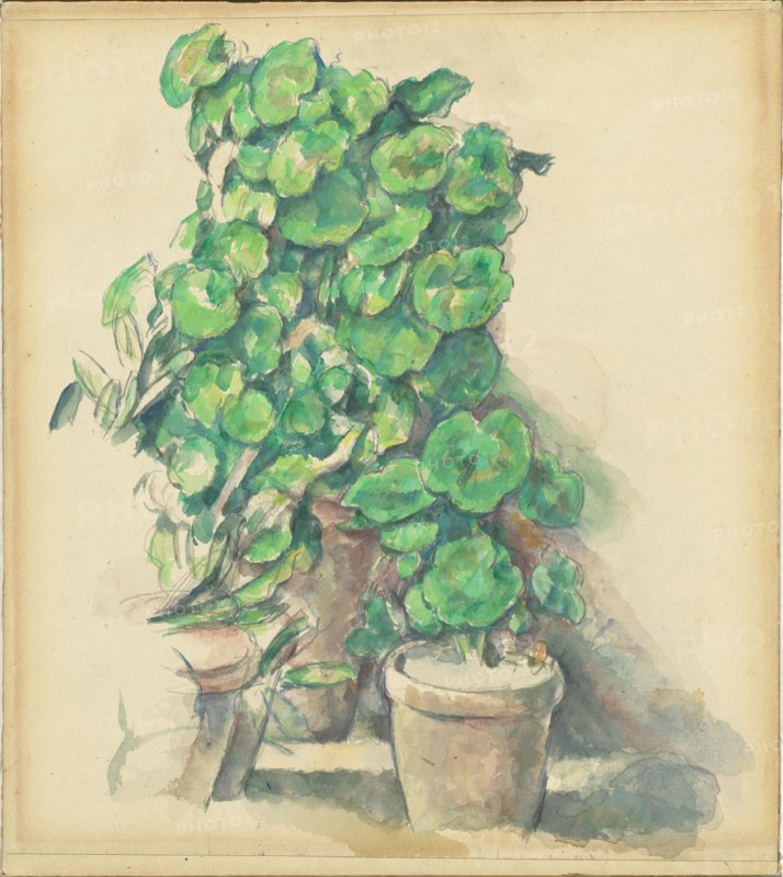 Geraniums, 1888/1890.