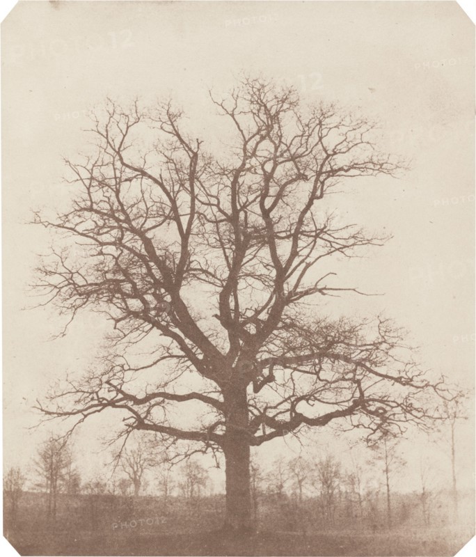 Oak Tree, mid-1840s.