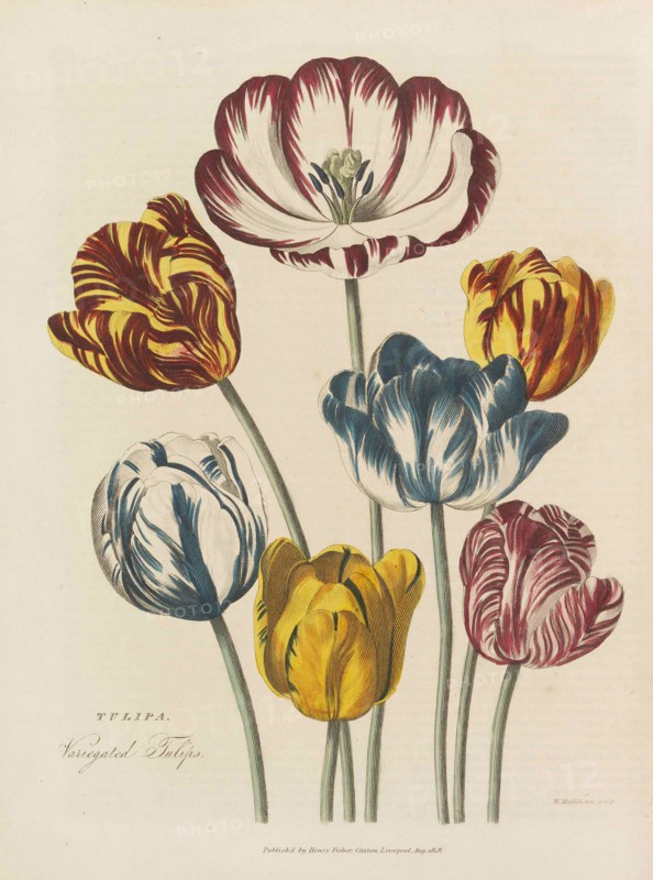 The universal herbal, 1824. Private Collection.