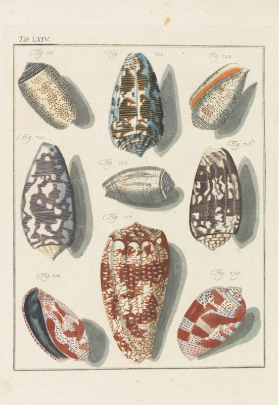 Neues systematisches Conchylien-Cabinet, 1768. Private Collection.