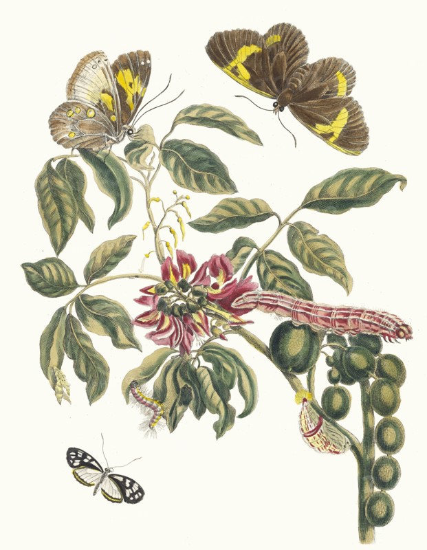 Coronilla Americana Arborescens. From the Book Metamorphosis insectorum Surinamensium, 1705. Private Collection.