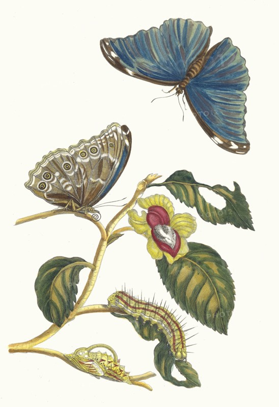 Neflier. From the Book Metamorphosis insectorum Surinamensium, 1705. Private Collection.