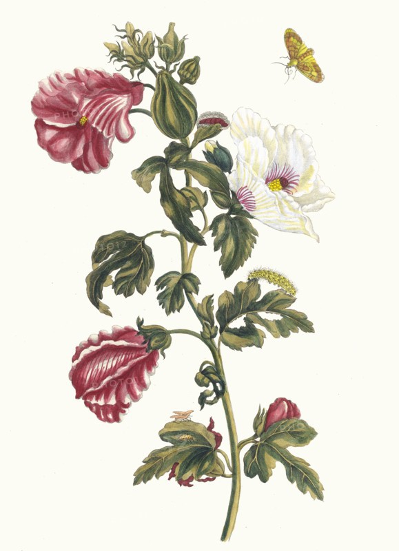 Althea. From the Book Metamorphosis insectorum Surinamensium, 1705. Private Collection.