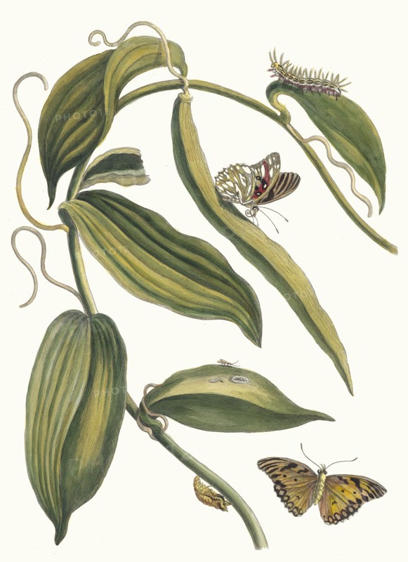 Banille. From the Book Metamorphosis insectorum Surinamensium, 1705. Private Collection.
