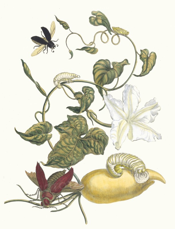 Battattes. From the Book Metamorphosis insectorum Surinamensium, 1705. Private Collection.