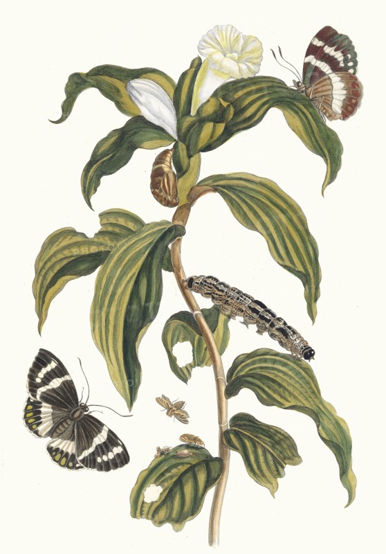 Costus arabicus. From the Book Metamorphosis insectorum Surinamensium, 1705. Private Collection.