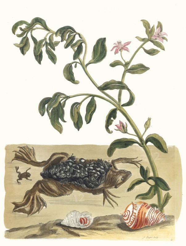 Cresson. From the Book Metamorphosis insectorum Surinamensium, 1705. Private Collection.