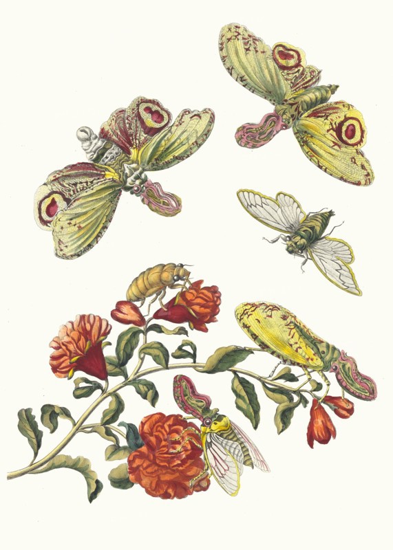 Grenadier. From the Book Metamorphosis insectorum Surinamensium, 1705. Private Collection.