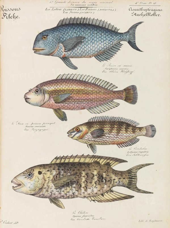 Cours d'histoire naturelle, 1825-1826. Private Collection.