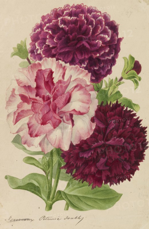 Originaux de publications d´horticulture et d´arboriculture, 1878-1881. Private Collection.