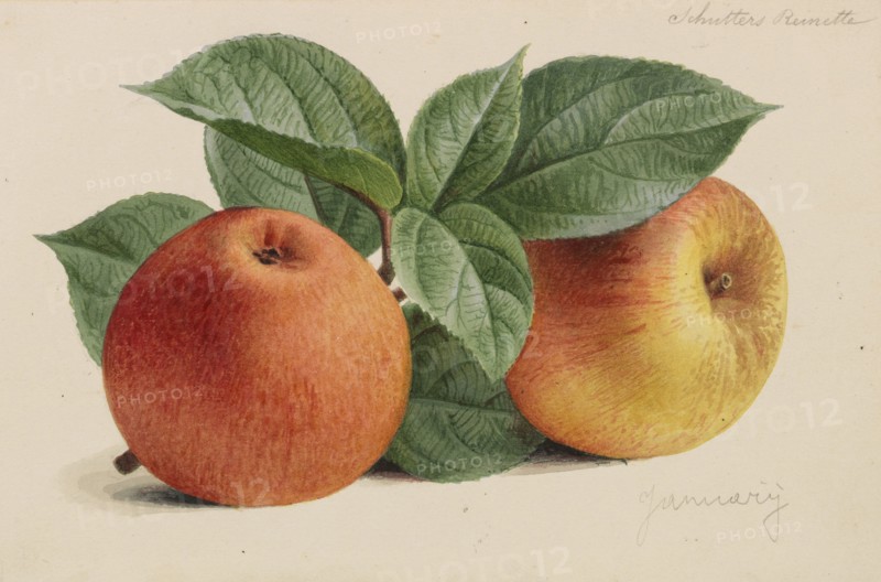 Originaux de publications d´horticulture et d´arboriculture, 1878-1881. Private Collection.