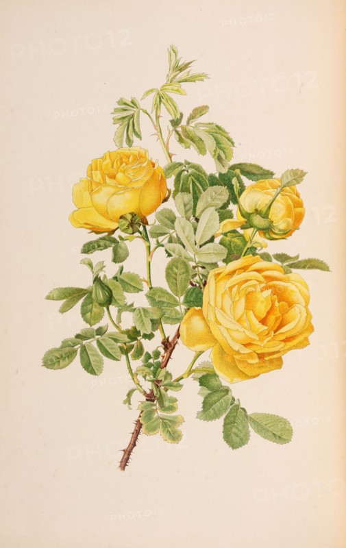 Illustration from The genus rosa by Ellen Willmott, 1914. Private Collection.
