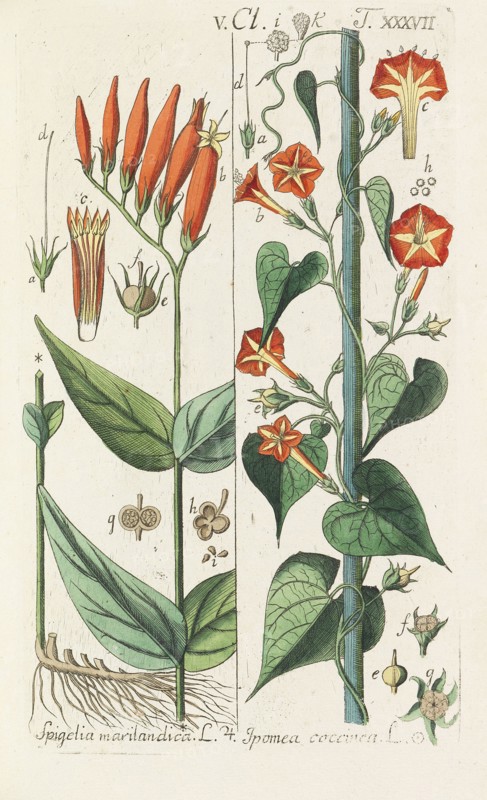 Botanisches Handbuch, 1808. Private Collection.