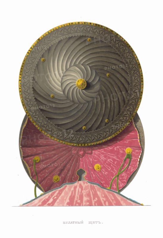 Bulat steel shield. From the Antiquities of the Russian State, 1849-1853. Private Collection.