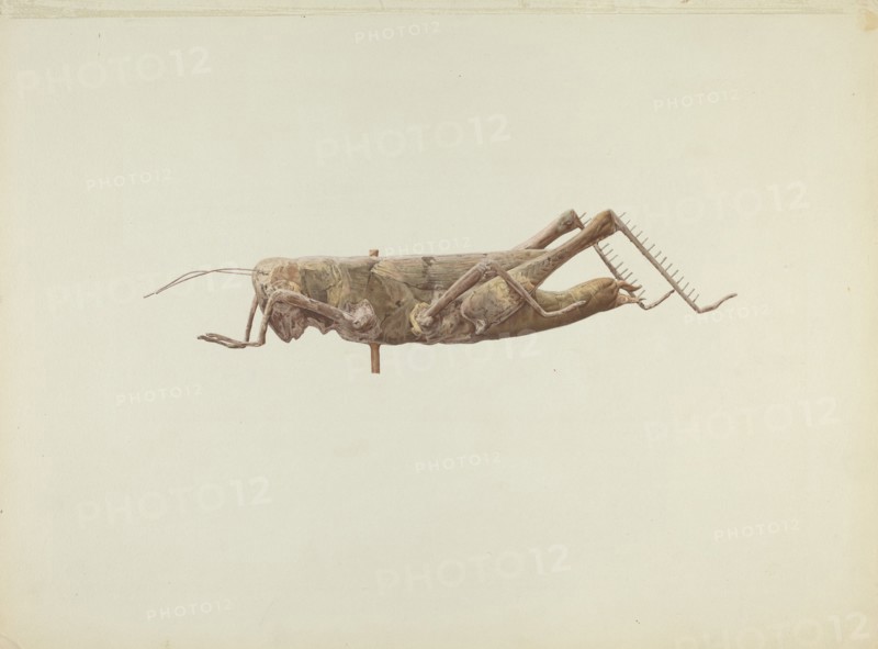 Grasshopper Weather Vane, c. 1936.