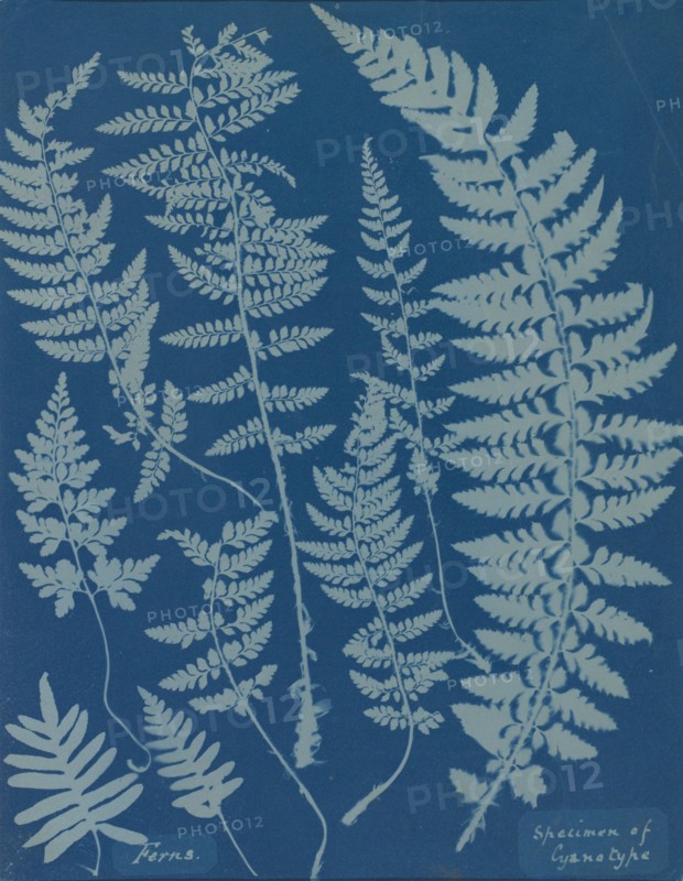 Ferns. Specimen of Cyanotype, 1840s.