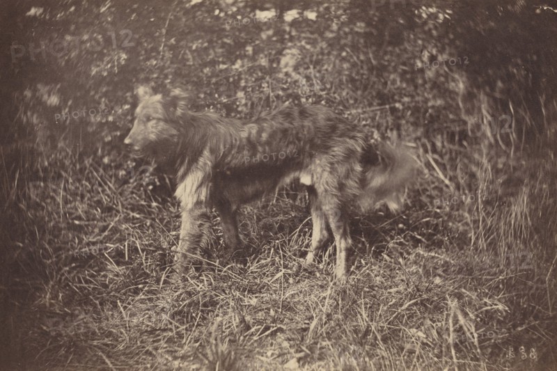 Study of a Dog, late 1870s.