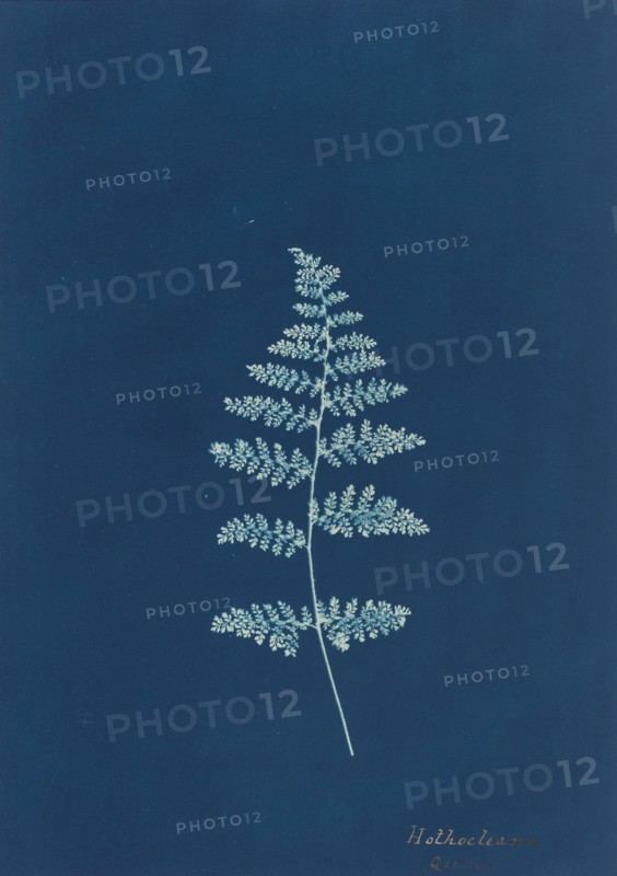 Hothocleana, c. 1850s.