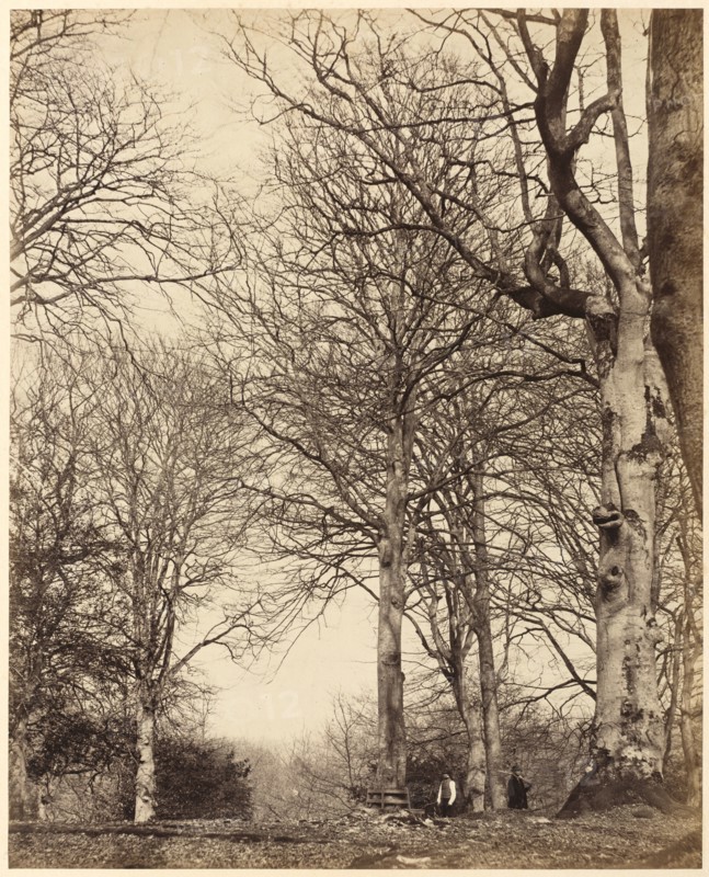 Queen Adelaide's Beech, 1864.