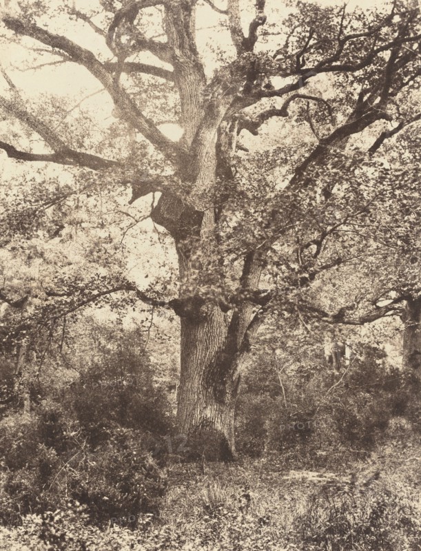 Près du Bodmer, 1860s.