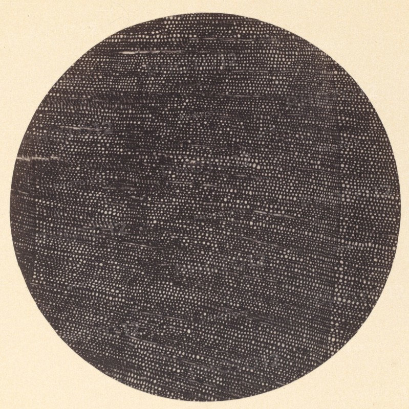 Microphotograph of Traverse Section of Wood (Salisburia), 1870s.