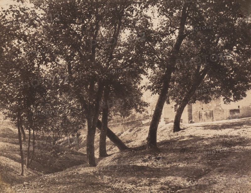 Trees, c. 1855.